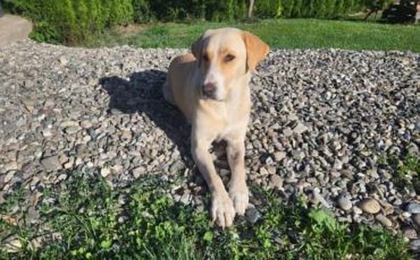 Zuhause gesucht für Nele