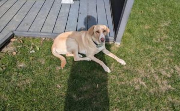 Zuhause gesucht für Nele