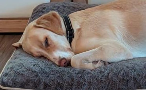 Zuhause gesucht für Nele