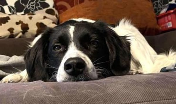 Lord Nelson - ein Freund fürs Leben