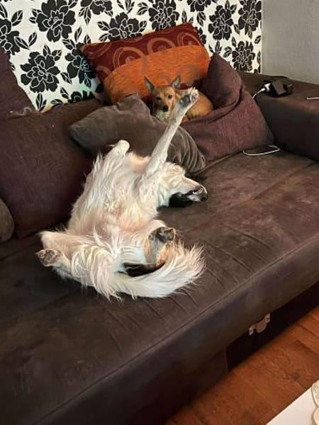 Lord Nelson - ein Freund fürs Leben