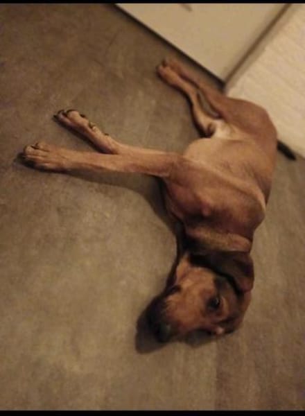 Smilo 8/24 sucht großes Körbchen