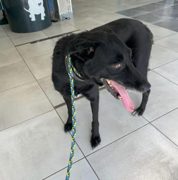 LIMMA- älteres Labbi Mädchen in NOT !