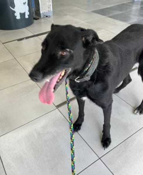 LIMMA- älteres Labbi Mädchen in NOT !