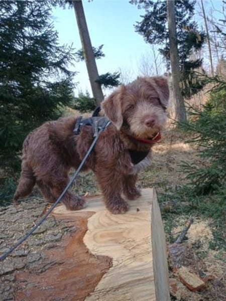 Marilyn, sanfte Welpenmaus, ca. 4 Monate