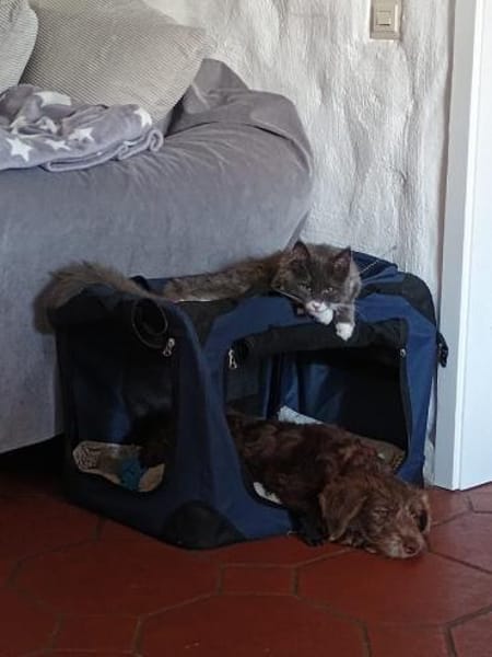 Marilyn, sanfte Welpenmaus, ca. 4 Monate