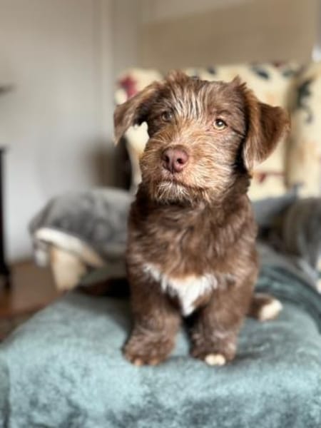 Marilyn, sanfte Welpenmaus, ca. 4 Monate