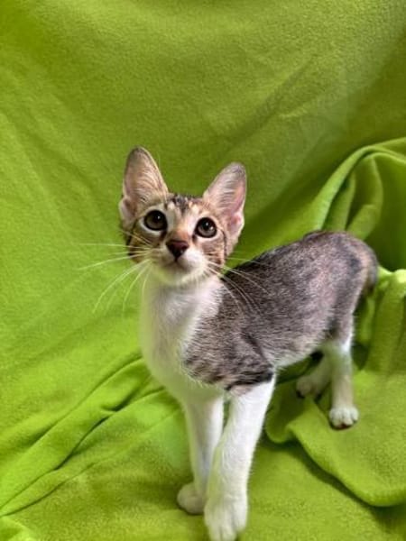 Sahara 🐾 diese Augen ✨