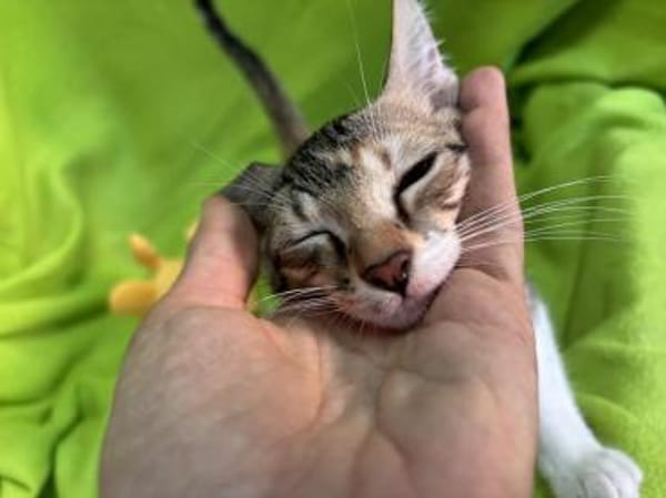 Sahara 🐾 diese Augen ✨