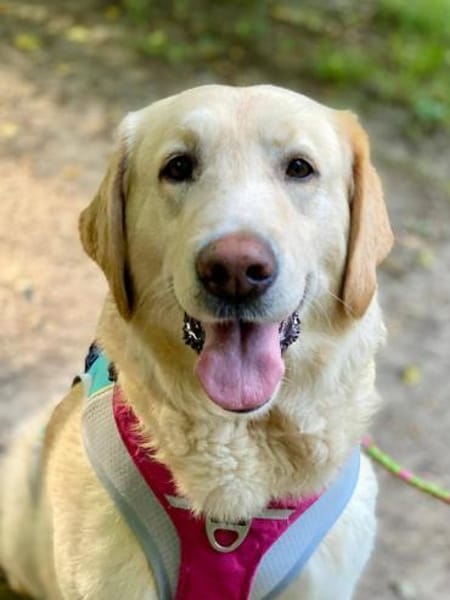 Charly sucht sein Zuhause