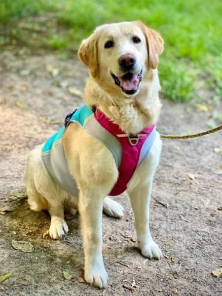 Charly sucht sein Zuhause