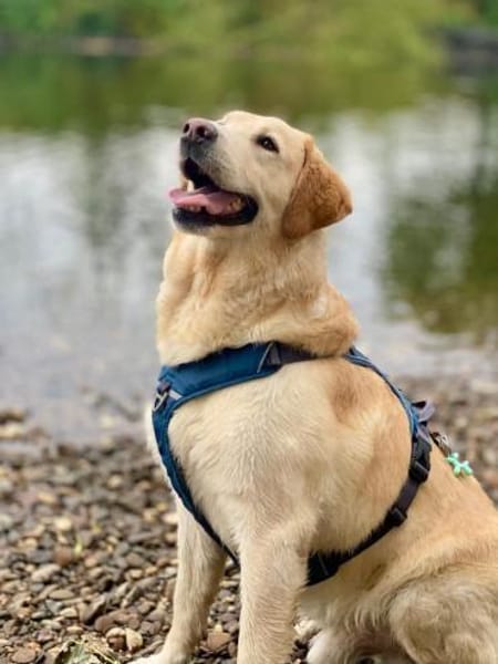 Charly sucht sein Zuhause