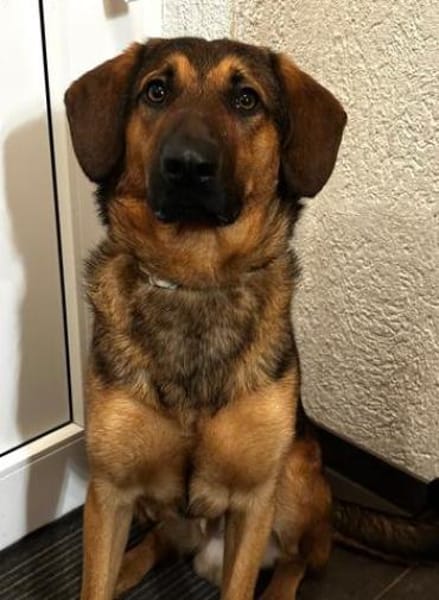 Kayo -zur Pflege in 23701 Bockholt-