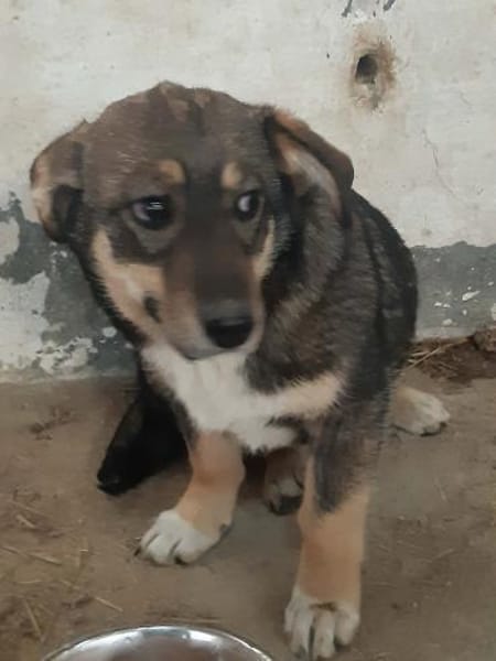 POKA ❤🐾 kleines Hundemädchen mit 8/9 M