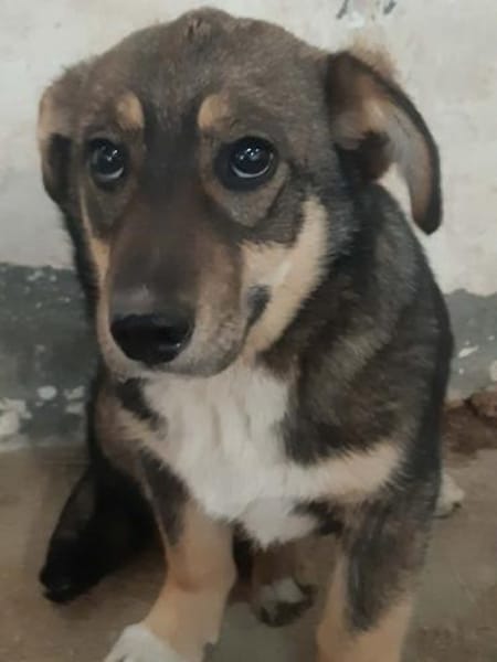 POKA ❤🐾 kleines Hundemädchen mit 8/9 M