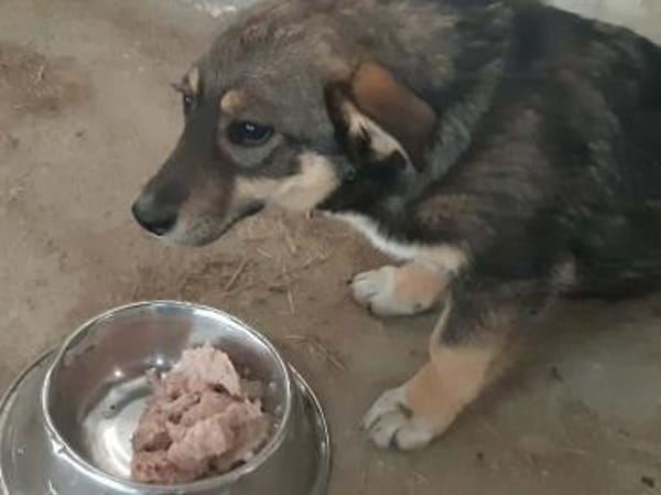 POKA ❤🐾 kleines Hundemädchen mit 8/9 M