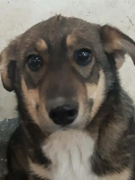 POKA ❤🐾 kleines Hundemädchen mit 8/9 M