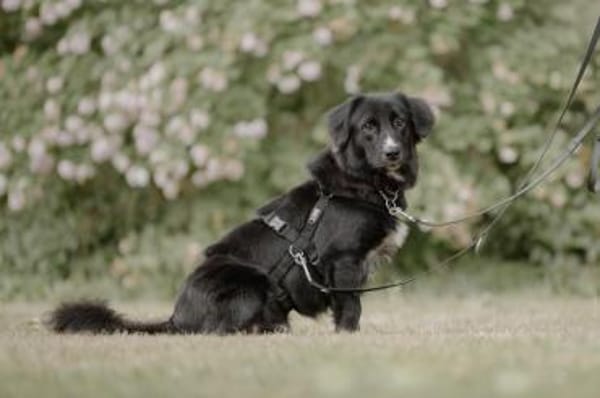 Fusel - der Charmeur