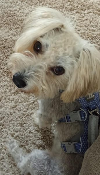 Leo sucht ein erfahrenes Zuhause!