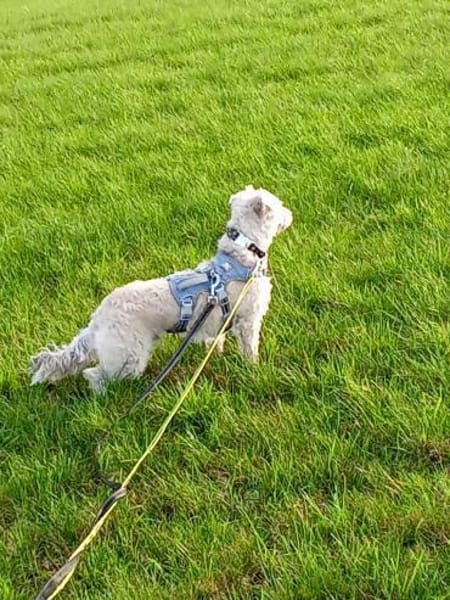 Leo sucht ein erfahrenes Zuhause!