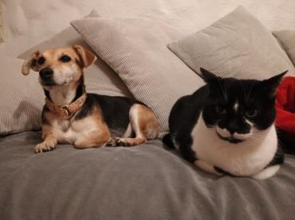 Fáni, ruhiges Seelchen, ca. 8 Jahre