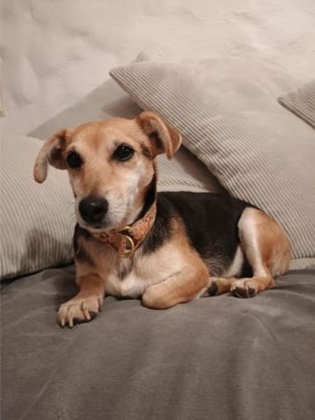 Fáni, ruhiges Seelchen, ca. 8 Jahre