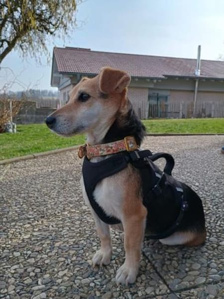 Fáni, ruhiges Seelchen, ca. 8 Jahre