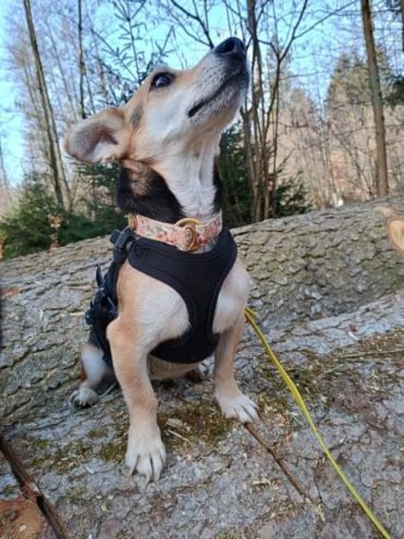 Fáni, ruhiges Seelchen, ca. 8 Jahre