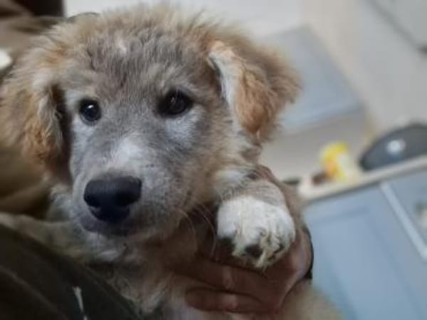 Ozzy - das verspielte Energiebündel