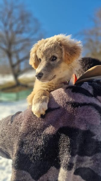 Ozzy - das verspielte Energiebündel