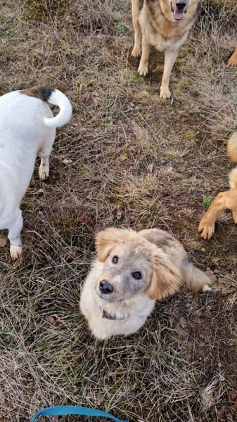 Ozzy - das verspielte Energiebündel