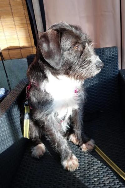 Alani 💗 wartet in 90530 Wendelstein