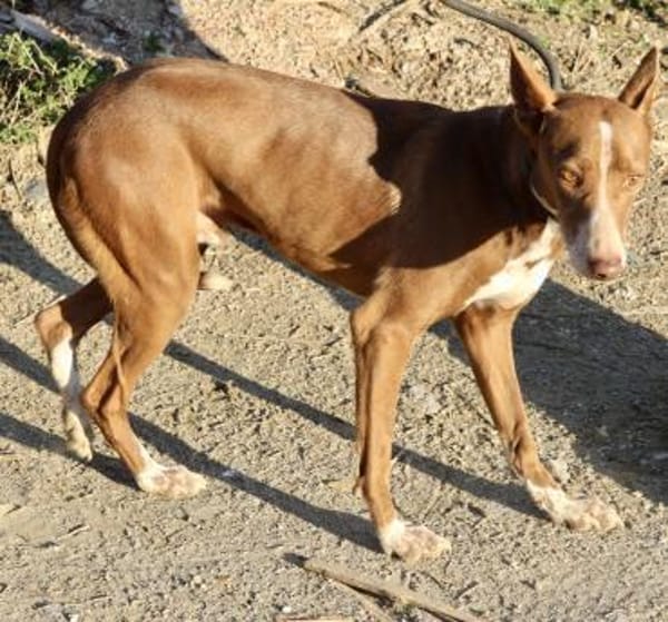 Roqui, vorsichtig, klug, sehr loyal