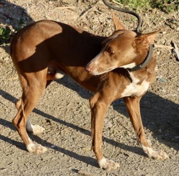 Roqui, vorsichtig, klug, sehr loyal