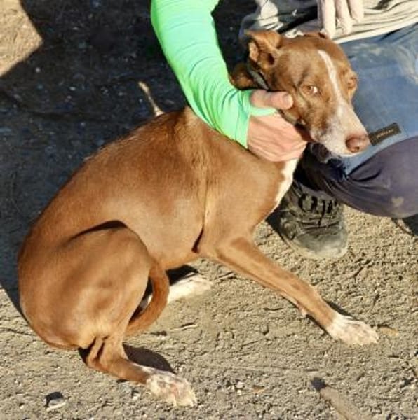 Roqui, vorsichtig, klug, sehr loyal