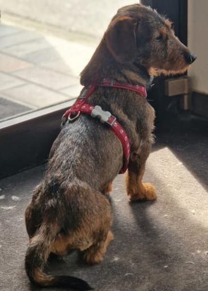 Emil, fröhlicher Rauhaardackel