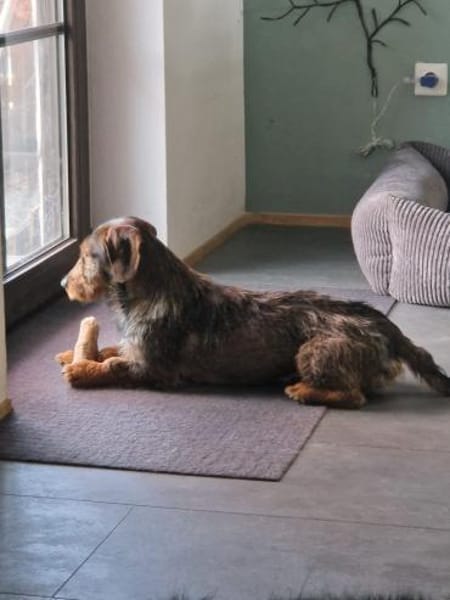 Emil, fröhlicher Rauhaardackel