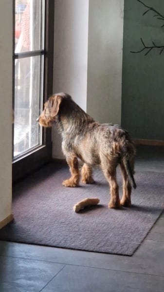 Emil, fröhlicher Rauhaardackel