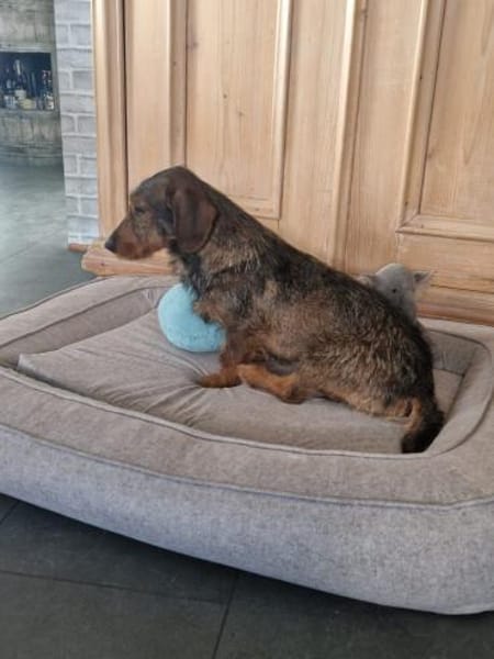 Emil, fröhlicher Rauhaardackel