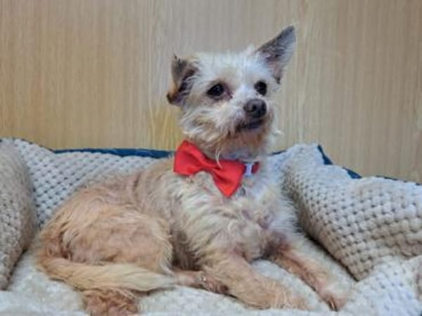 Lia, reizende Hundedame, ca. 9 Jahre