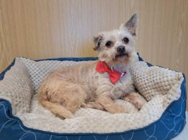 Lia, reizende Hundedame, ca. 9 Jahre