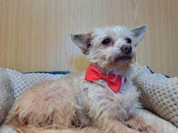 Lia, reizende Hundedame, ca. 9 Jahre