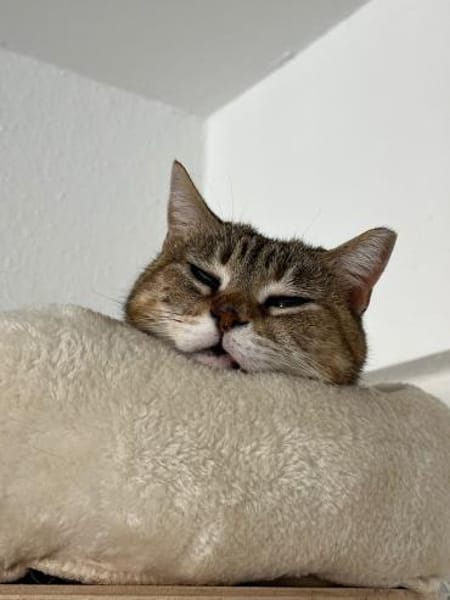 Verspielte Katze Greta