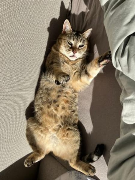 Verspielte Katze Greta