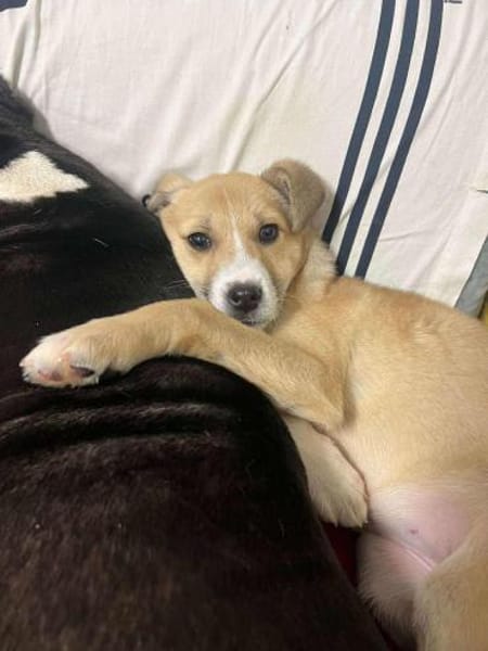 LIONA 🐾❤, ca.4 Mon. liebt alle & jeden