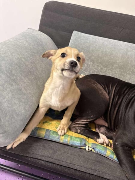 LIONA 🐾❤, ca.4 Mon. liebt alle & jeden