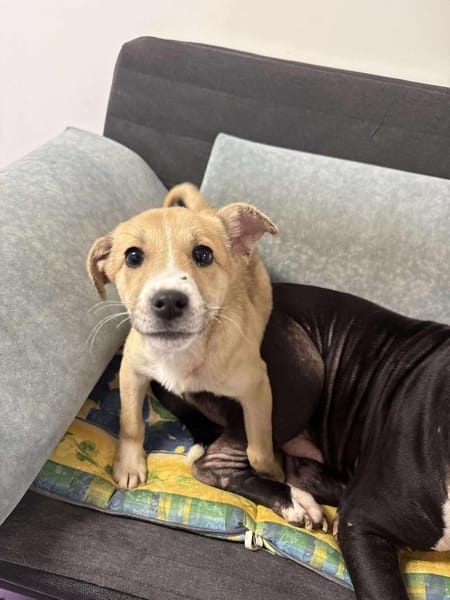 LIONA 🐾❤, ca.4 Mon. liebt alle & jeden