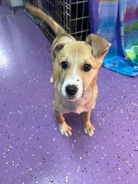 LIONA 🐾❤, ca.4 Mon. liebt alle & jeden