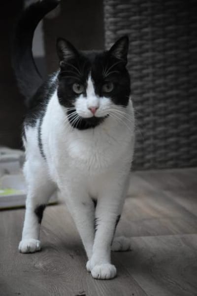 Sacer & Tusa  verschmustes Katzenpaar