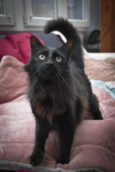 Sacer & Tusa  verschmustes Katzenpaar